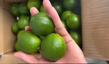 Fresh Lime seedless from Vietnam Aroma Strong Origin Vietnam Juice Yield High Color Bright Green Shape round 35-45mm Skin Thickness Thin - VIETEX AGRI  TRADING CO  LTD - Vietnam