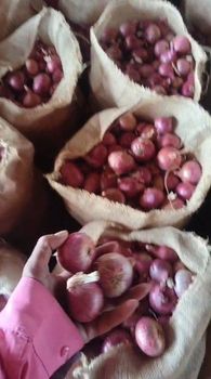Red onion 55mm – product photo, Dry Red Onion products found from trusted suppliers, wholesalers, manufacturers & exporters Listing
