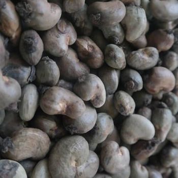 Cashew Nuts – product photo, Raw Cashew Nuts products found from trusted suppliers, wholesalers, manufacturers & exporters Listing