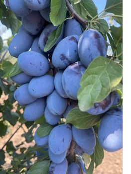 Plum Texture Juicy Flavor Flavorful Use Case Eating Fresh Or - GT CALANCEA ION NICOLAE - Moldova, Republic of