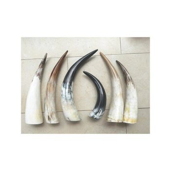Wholesale cow horn supplied for major buyers and large volume distribution - Leta Trading sprl - Poland