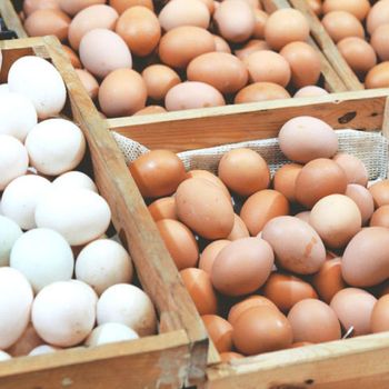 Farm Fresh Chicken Eggs White Shell Chicken Eggs Table Eggs Grade Farm Origin Europe Price Best Price Quality High Quality - NUTRIDIET LDA - United Kingdom