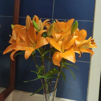 Colorful Lily Flower Bouquets - Ideal for Home Decoration Type Lily MOQ 100kg Color Mix Weight 1-2kg Length 65-75cm Model NO. - Yunnan Blue Bell Flower Co., Ltd. - China