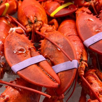 Lobsters from W&E HOLDING BV Lobsters - W&E HOLDING BV - Netherlands