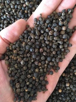 Black Pepper & Spices - Savannah Source Global Trade Ltd - Kenya