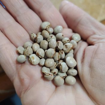 Superior Harvest Pigeon Peas Wholesale Pigeon Peas For Importers Seeking High Demand Pulses With Excellent Taste Profile - THE GREEN INTERNATIONAL LIMITED - Tanzania