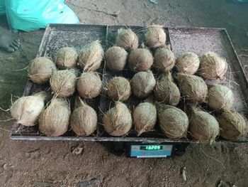semi husked coconuts - Abubaker - United Arab Emirates