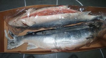 High quality Salmon fish, Mackerel Fish, Cod Fish / Stock Fish, Tilapia Fish, Sardine Fish, Herring Fish, Hake Fish, Shrimps, Prawns, - SEDEF GMBH - Germany