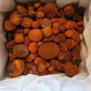 Hot Sale Cow Ox Gallstone Natural Dried Bovine Gallstone Premium Quality for Herbal Medicine and Pharmaceutical Industry - agroturaspzoo - Poland