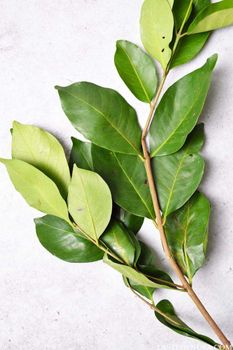 Dried Bay Leaves Flavor Bay Form Dried Grade Top-grade - NUSA TEAK - Indonesia