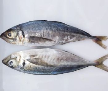 High Quality Sea Frozen Food Pacific Mackerel 300-500g Style Whole Origin China Trademark OEM Processing IQF HS Code - Ningbo Kenale Food Co., Ltd. - China