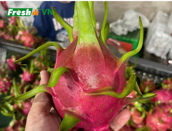 Fresh dragon fruit - Sourcing Services - Vietnam