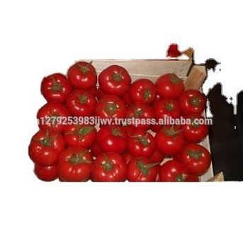 best quality fresh cherry farm fresh for sale plum tomatoes for sale red OEM style color weight tomatoes fresh tomato - TIFFANY ANDERSON GROUP PTY LTD - South Africa