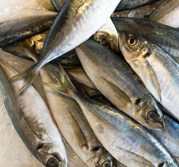 FROZEN HORSE MACKEREL - HIGH QUALITY Type Frozen fish Flavor Rich Flavor Texture Firm Texture Nutritional Content High Protein, Calcium, And Omega-3 - PT Savya Coco Provita - Indonesia
