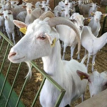 Cheap Top Selling sheep in bulk Saneen / Alpine / Purebred Boer goats at cheapest price Ready For Export Worldwide from Summit Industrial LLC Cheap Top Selling sheep in bulk Saneen / Alpine / Purebred Boer goats at cheapest price Ready For Export Worldwide - Summit Industrial LLC - United States