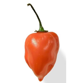 STOCK EXPORT Fresh Yellow Bell Peppers-Wholesale Organic Habanero with Spicy Flavor - MFD AGRICULTURE LTD - United Kingdom