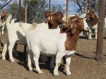 Saanen goats for sale with excellent milk yield and strong health - AL JABLI TRADING COMPANY LIMITED - Tanzania