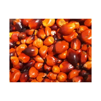 Wholesale palm nuts bulk supply low price fresh and natural quality - AMAC GOLD AND DIAMOND METALS SUPPLIER - Germany