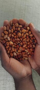 Sugar Beans – product photo, Brown Sugar Beans products found from trusted suppliers, wholesalers, manufacturers & exporters Listing