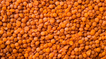 DRIED RED LENTILS Red Lentils In White Background Stock Photo - Download Image Now ...Red Lentils - CookingHub How to Cook Red Lentils - Plus Recipe Tips - Milly Chino from Balingi Trading Company (PTY) Ltd DRIED RED LENTILS Red Lentils In White Background Stock Photo - Download Image Now ...Red Lentils - CookingHub How to Cook Red Lentils - Plus Recipe Tips - Milly Chino - Balingi Trading Company (PTY) Ltd - South Africa