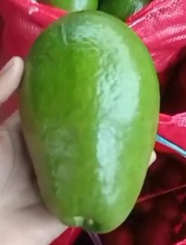 Fresh Avocado – product photo, Fresh Hass Avocado products found from trusted suppliers, wholesalers, manufacturers & exporters Listing