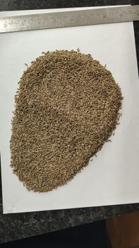 Cumin seeds