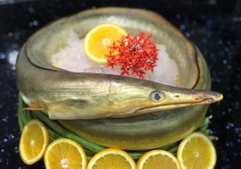 Frozen Eel Fish - Hup Sun Marine Products - Malaysia