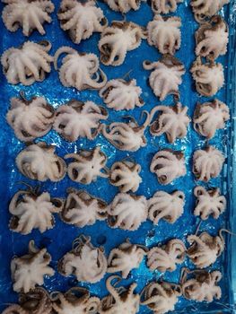 Frozen Baby Octopus Whole Cleaned (Iwadako) Origin Vietnam Place of Origin Vietnam Weight (kg) 100% net weight Certifications Health Issued Nafi, Coo - Puchipal Ltd - Japan