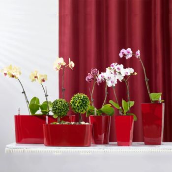 Chinese New Year Series Cheap Prices Red Gardening Maceteras Plastic Self Watering Planter Flower Nursery Seedling Pots - Taizhou Shengerda Plastic Co., Ltd. - China