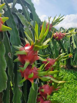 Red Pitaya Dragon Fruit from RI6 EXPO Red Pitaya Dragon Fruit - RI6 EXPO - Global