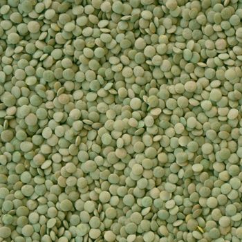 Export Quality Green Lentils Delivering Rich Plant Protein Source With Carefully Sorted Premium Crop Selection - TOSOH INTERNATIONAL - South Africa