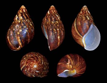 Seashells Organic Yes Catch Method Wild-Caught - PESOL GLOBAL NIG ltd - Nigeria