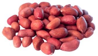 The peanut kernel is raw Origin Uzbekistan Texture Roasted, Salted, Blanched - SULTAN AGRO IMPEKS - Uzbekistan