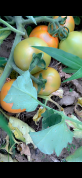 Agriculture, Food & Beverage - Dela’s Farm product  - Ghana