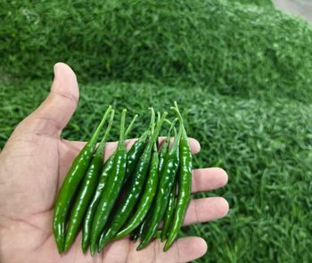 Fresh G4 Green Chilli - Premium Indian Export Quality (3.8kg Net Box) from Oceanmen Fresh G4 Green Chilli - Premium Indian Export Quality (3.8kg Net Box) - Oceanmen - India