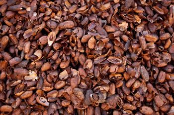 Premium Quality Waste Cocoa Shell for Organic Gardening and Soil Fertility Buy Now with Fast Delivery - CPW TRADE LTD - United Kingdom