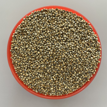 Large volume pearl millet wholesale bulk supply high grade grains - HIGHPROFILE AGRICULTURE SERVICES LIMITED - Tanzania