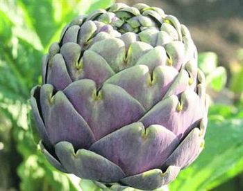 Fresh Green Artichoke Organic No Shape Whole Origin Egypt Delivery Form Crate Shelf Life 2-3 Weeks Place of Origin Egypt - Organic For Import & Export And Commercial Agencies - Egypt