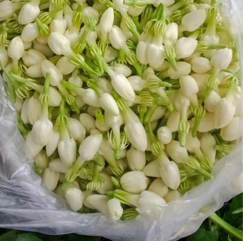 Fresh Jasmine Flowers/ info@rayyanagri.com / Jasminum sambac/ Call for Price - Rayyan Barakat - Indonesia
