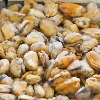 Frozen Mussel Meat Export Ready Seafood Product For Bulk Trade Volume Featuring Clean Preparation And Natural Freshness - TOSOH INTERNATIONAL - South Africa