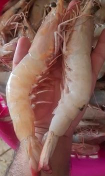 All kinds of fresh and frozen fish, shrimp of all sizes, frozen squid and frozen tuna from Fardad Melal Darya All kinds of fresh and frozen fish, shrimp of all sizes, frozen squid and frozen tuna - Fardad Melal Darya - Iran