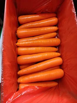 High Quality Chinese Carrots with Bright Clor and Firm Texture - Super vegetables and fruits CO - China