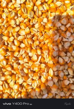 High-Quality Yellow Corn - Vistaar Global Export - India