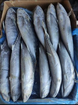 Bonito Form Frozen Origin Morocco Packaging 20kg Boxes Texture Very Good - SEAQUEST SERVICES - Morocco