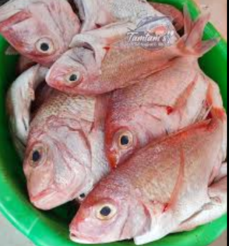Frozen Red Seabream Fish Grade A Texture Firm Texture Shelf Life 12 months Color Natural Red Color Origin Clean Marine Waters - TRADE NEPAL LLC - United States
