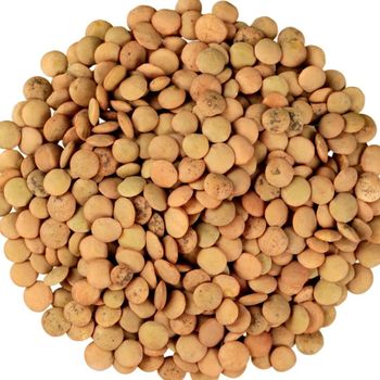 Premium Brown Lentils With High Quality Brown Lentils Offering Superior Taste And Rich Protein Content For Bulk Buyers - malter group - Tanzania