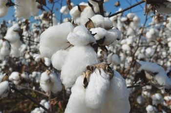 Cotton from Aloloa Elkhadra for import and export Cotton - Aloloa Elkhadra for import and export - Sudan