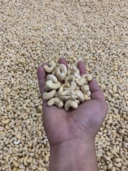 Premium W320 Cashew Kernels Wholesale Raw Cashew Nuts Bulk Supply Supplier Food Grade Best Price Export - PLANETE COMMERCE - France