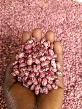 Speckled Beans from Kapas Uganda limited Speckled Beans - Kapas Uganda limited - Uganda