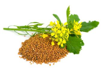 Mustard Seeds Purity Min. 99% Moisture Max. 8% Broken Damaged Max. 1% Packaging Size 25 kg pp bag Admixture Foreign Matter Max. 1% - AL SAAJ EXPORT & IMPORT LLP - India
